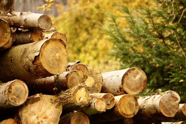 Wood Pile Removal in Punta Gorda