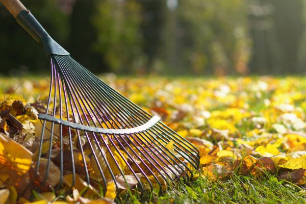 Leaf Raking Service in Punta Gorda