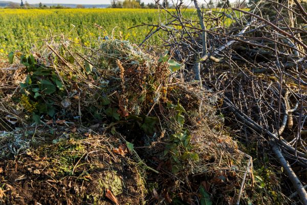 Brush Disposal in Punta Gorda