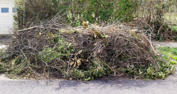 Tree Limb Cleanup in Punta Gorda