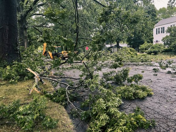 Tree Branch Disposal in Punta Gorda