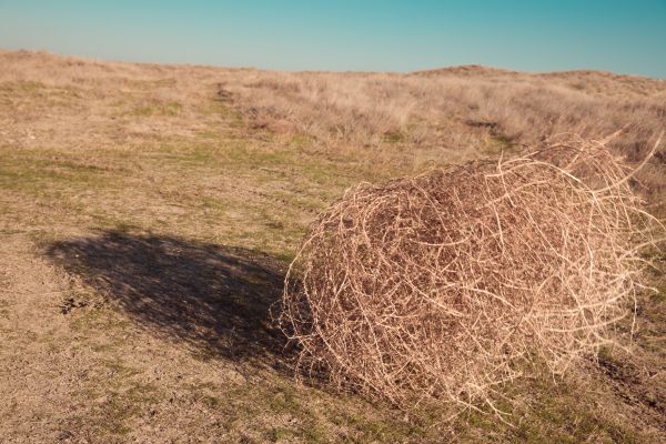 Tumbleweed Removal in Punta Gorda