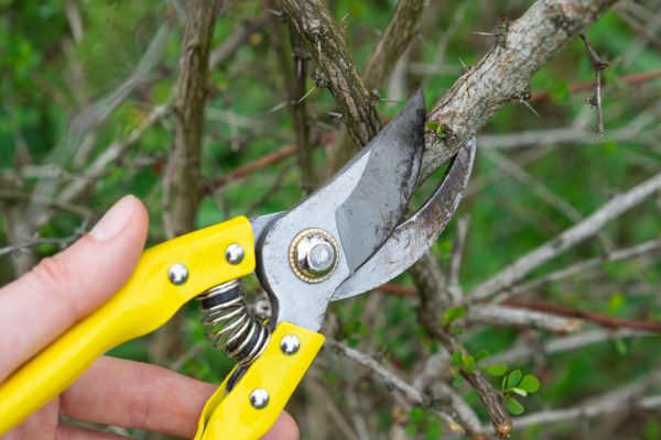 Limbs Removal in Punta Gorda