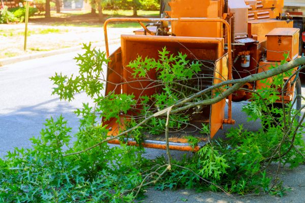 Tree Branches Removal in Punta Gorda