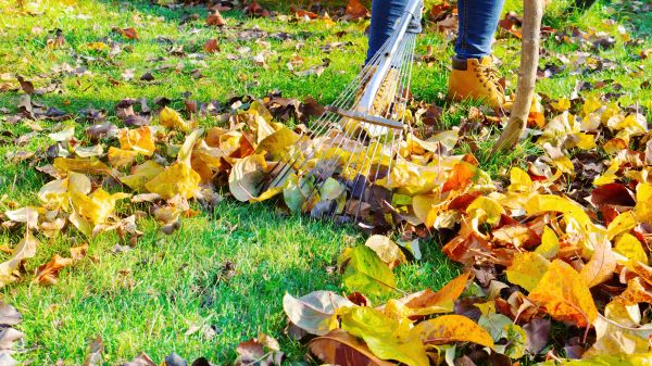 Lawn Cleanup Service in Punta Gorda
