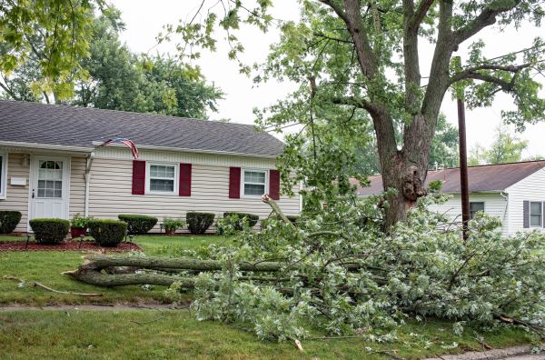 Fallen Branch Removal in Punta Gorda