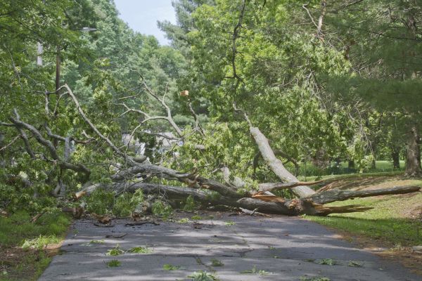 Tree Debris Removal in Punta Gorda